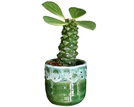 Will This Euphorbia Ever Grow Leaves Back?
